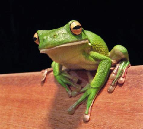 Giant Tree Frog (Litoria infrafrenata)