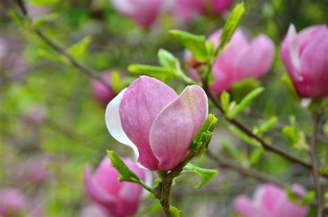 Pink magnolia blossom stock photo. Image of aromatic - 108276752