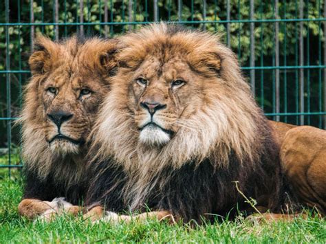 Lion (African) | Blackpool Zoo