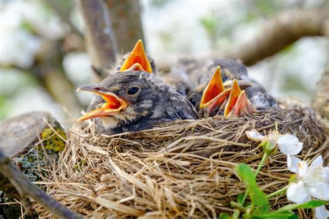 Can Birds Move Their Eggs? Exploring Avian Nesting Behavior