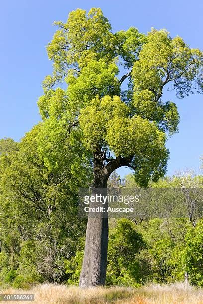 217 Softwood Trees Stock Photos, High-Res Pictures, and Images - Getty ...