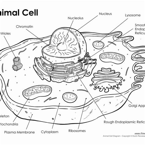 Animal Cell Worksheet Answer Key - worksSheet list