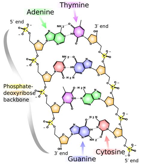 DNA Structure – Principles of Biology