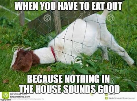 18 Hilarious Goat Memes To Make Your Sunday Even Better | Funny goat ...