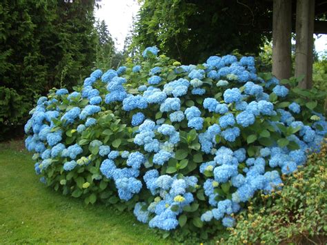 Beautiful Blue Roses - Life Is Beautiful