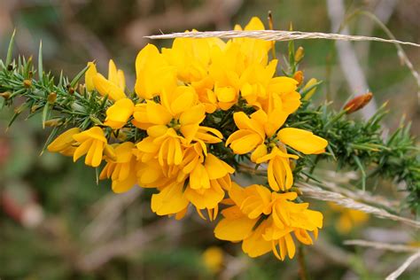 Gorse Ulex Europaeus - Info@BachFlower.com * 1-800-214-2850