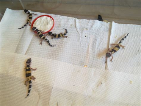 NW England leopard gecko hatchlings for sale (£25) leeds - Reptile Forums