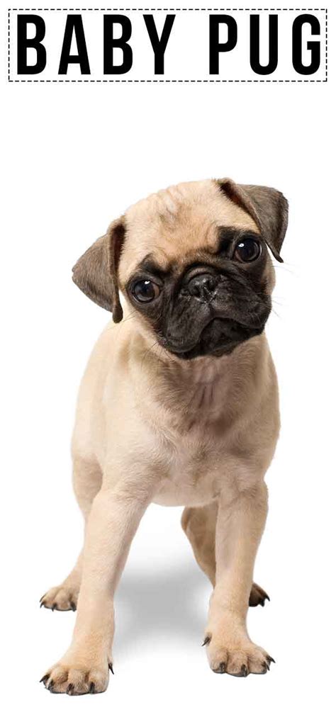 Baby Pug - A Guide To How Your Pup Will Grow And Develop