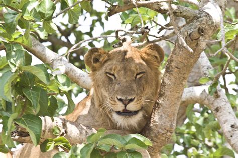 tree-climbing-lions-uganda - Bwindi Impenetrable National Park