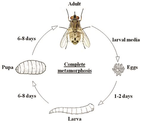 Life Cycle Of Horse Fly