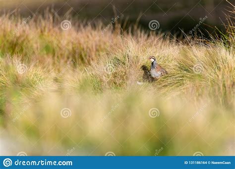 Wild Red-legged Partridge in Natural Habitat of Reeds and Grasses on ...