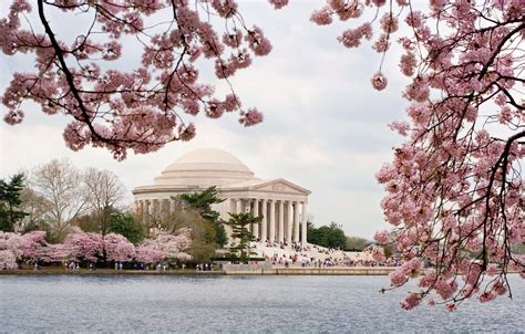 Jefferson monument, cherry blossom | Touchdown Trips