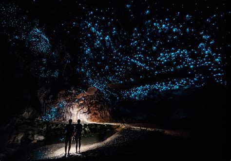 Learn About the Amazing Waitomo Glowworm Caves in New Zealand - A-Z Animals