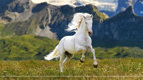 Running Horses Wallpaper