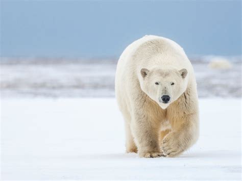 Polar Bear Attack