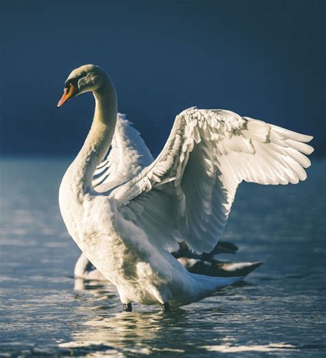 Swan Meaning and Swan Symbolism on Whats-Your-Sign