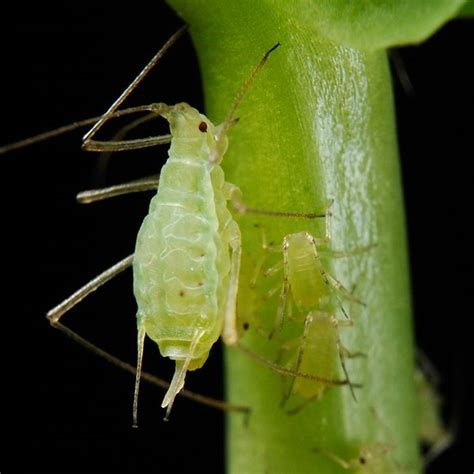 How to Identify Aphids - Pediaa.Com