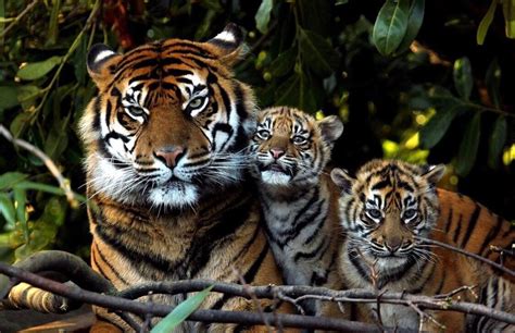 Happy tiger family : r/hardcoreaww