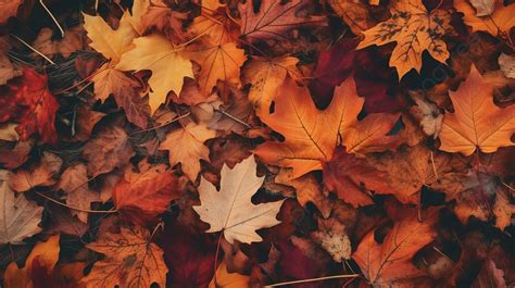 Several Leaves Lay In A Pile Of Fall Leaves Background, Fall Picture Aesthetic Wallpaper ...