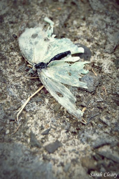 Dead Butterfly by SarahCleary on DeviantArt