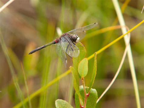 Belted Whiteface (Leucorrhinia proxima) male | Douglas Mills | Flickr