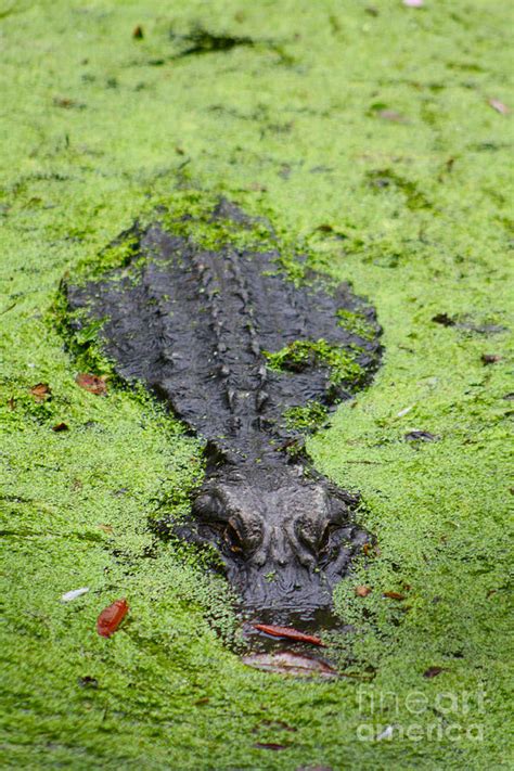 Swamp Gator Photograph by Christy Johnson