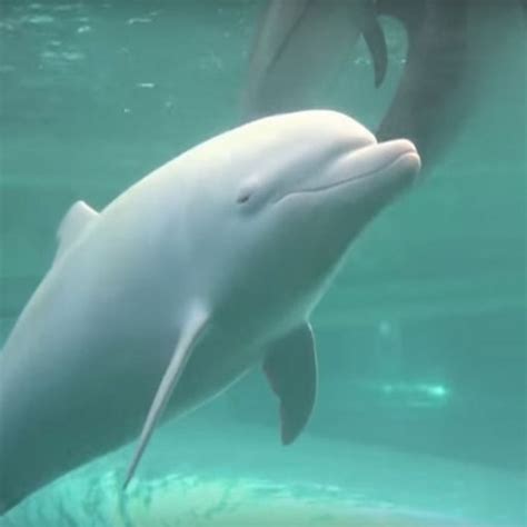 Albino Dolphin