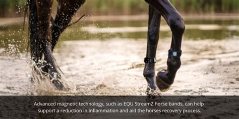 Mud Fever in Horses | Symptoms, Causes and Treatments – StreamZ (Canada)