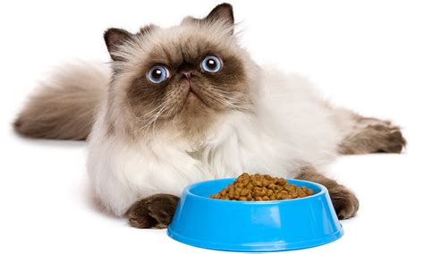 Persian Cat Food - The Best Way To Feed Your Flat Faced Kitty