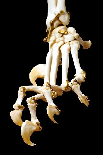 Lion Paw | Objects D'art | Pinterest | Lions, Anatomy and Skeletons