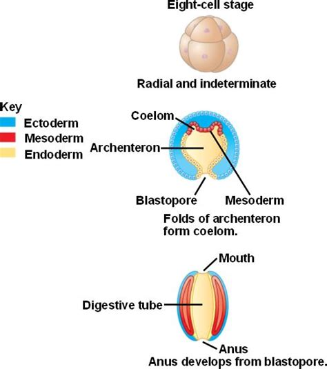 deuterostome.html 32_09DeutDevelopment.jpg