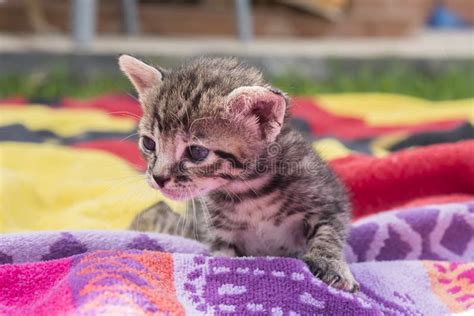 Adorable and Sleepy Tabby Kitten Stock Image - Image of playful, kitten: 60570571