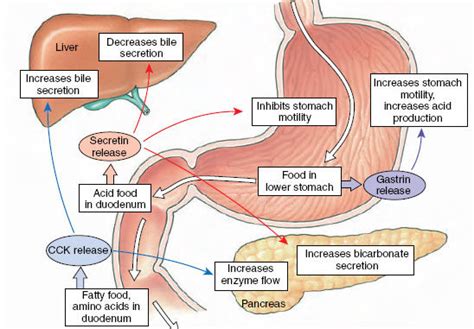 Gastrointestinal Hormones - Overall Science