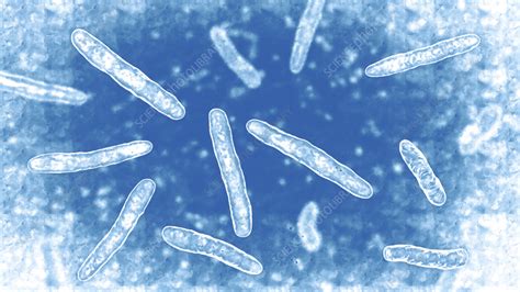 Mycobacterium bovis bacteria, illustration - Stock Image - F037/5897 - Science Photo Library