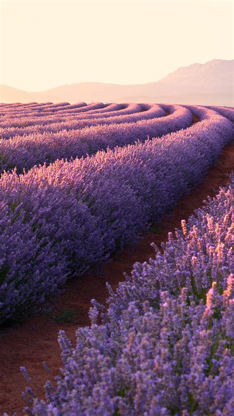 Lavender fields Wallpaper 4K, Lavender flowers, Sunrise