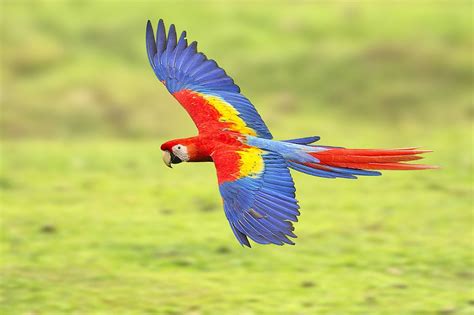 Scarlet Macaw Fly-by | Macaw, Animals, Most beautiful animals