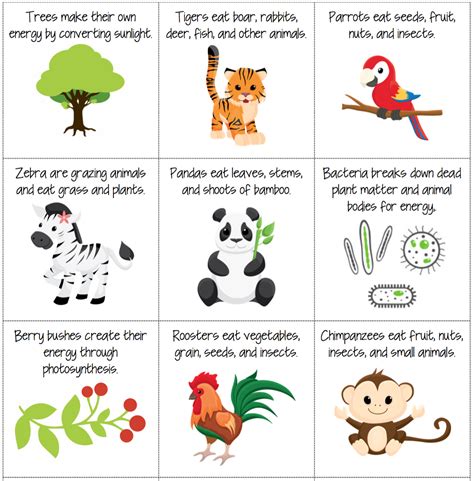 Carnivores Herbivores And Omnivores Worksheets - Printable 2024 Word ...