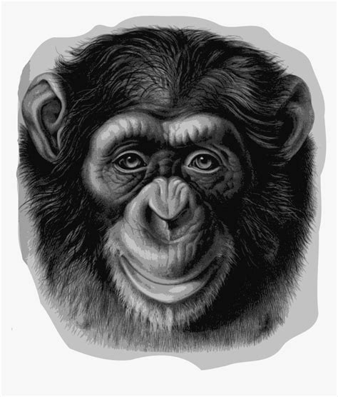 Ape Clipart Chimpanzee - Realistic Monkey Face Drawing, HD Png Download ...