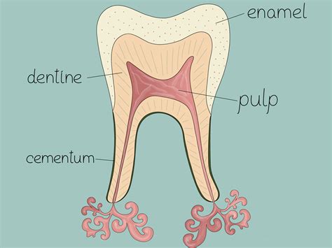 Tooth anatomy by Daria Subkhangulova on Dribbble