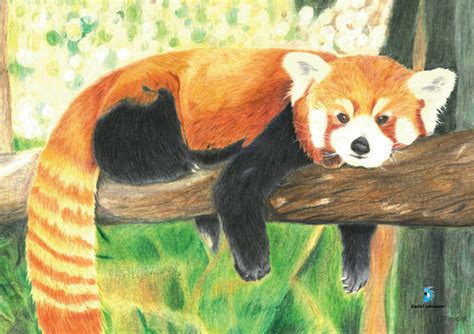 Colour pencil drawing : Red Panda - Virily