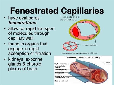 PPT - Blood Vessels PowerPoint Presentation - ID:3036291