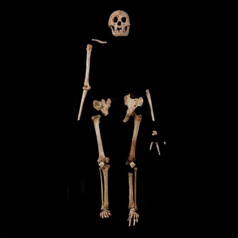 LB-1 Homo floresiensis — Science Learning Hub