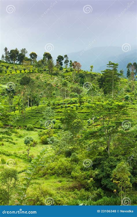 Ceylon Tea Plantation Stock Photo | CartoonDealer.com #23106348