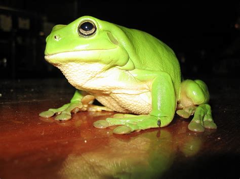 File:Green tree frog.jpg - Wikimedia Commons