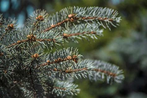 How to Keep Your Dwarf Blue Spruce Healthy and Adorable | Environment Buddy