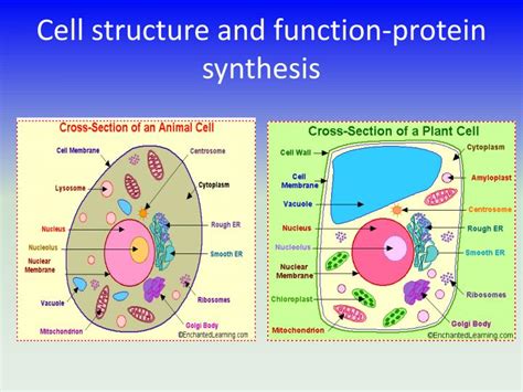 PPT - Cell structure and function-protein synthesis PowerPoint Presentation - ID:3429085