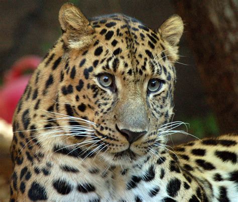 File:Amur Leopard (1970226951).jpg - Wikimedia Commons