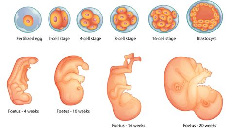 Development - From Cell to Organism - Lesson - HelpTeaching.com