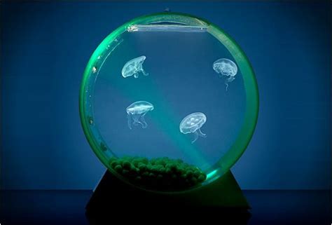 Desktop Jellyfish Tank | Jellyfish tank, Pet jellyfish, Jellyfish art