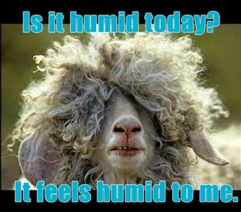 Humid hair funny | Funny sheep, Hair humor, Hair jokes